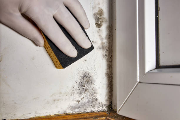 Best HVAC Mold Inspection and Cleaning  in Home Gardens, CA
